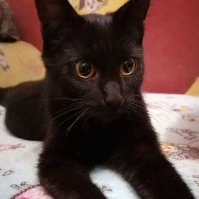 Активный, молодой котик, кушает все, в лоток приучен. Игривый и ласковый.