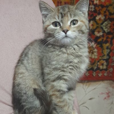 Кошечка очень общительная и дружелюбная, она с удовольствием будет составлять вам компанию во время игр и уютных вечеров. Она отлично ладит с детьми и другими животными, поэтому станет отличным другом для всей семьи. Если вы готовы подарить этому милому созданию любовь и заботу, свяжитесь с нами! Давайте вместе сделаем ее жизнь счастливой! ❤️